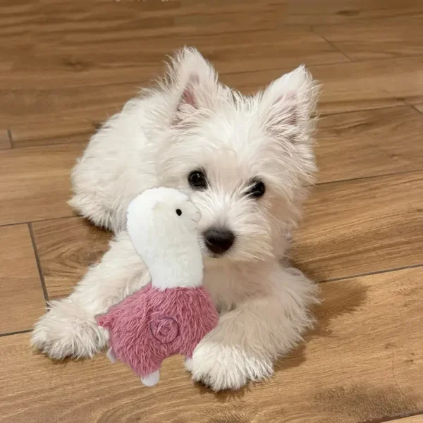 Cute Alpaca Plush Pet Toy - Dog Pet Playmate, Soft Cat Doll for Play - Image 3