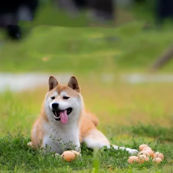 Realistic Squeaky Egg Toy for Dogs & Cats - TPR Chewable Interactive Training Treat, Non-Battery, Sound Emitting Device, Medium Breed Pet Supplies, Dog Training Toy | Squeaky Toy | Durable Pet Toy, Dog Toy - Image 3